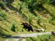 322  Bear Park in Berne.JPG